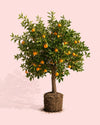 arbol-naranjo-xxl