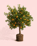 Laranjeira XXL