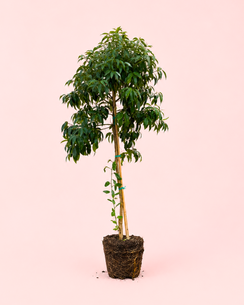 Árvore Kumquat XL
