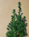 Árbol Natural de Navidad Mini - Pur Plant