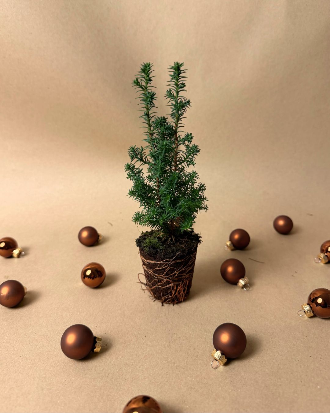 Árbol Natural de Navidad Mini - Pur Plant