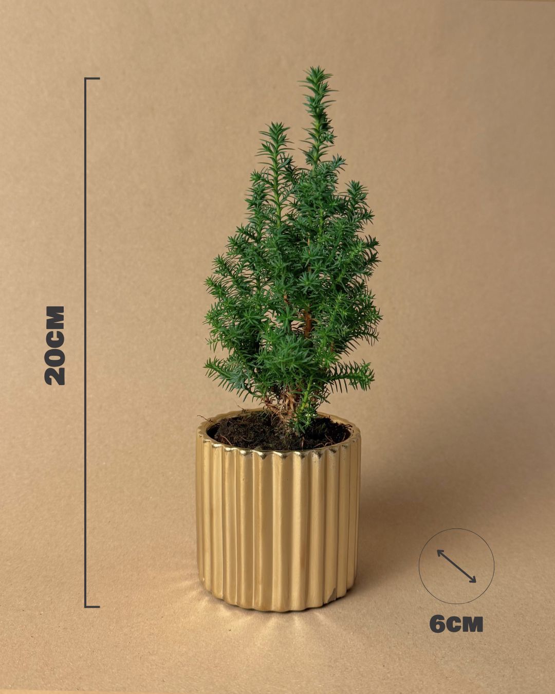 Árbol Natural de Navidad Mini - Pur Plant