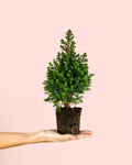 Árvore de Natal Natural Pequena