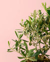 Árbol Olivo Copa XL - Pur Plant