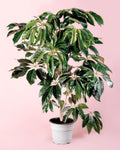 Árvore Schefflera Actinophylla XXL
