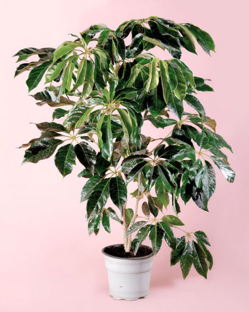 Árvore Schefflera Actinophylla XXL