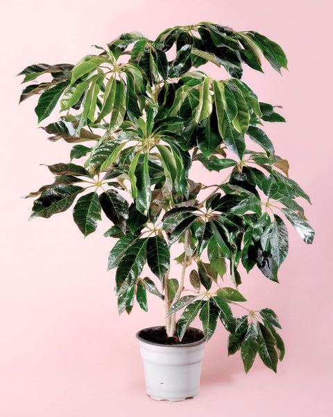 Árvore Schefflera Actinophylla XXL