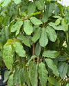 Árbol Schefflera Actinophylla XXL - Pur Plant