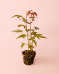 Acer palmatum 'Atropurpureum'
