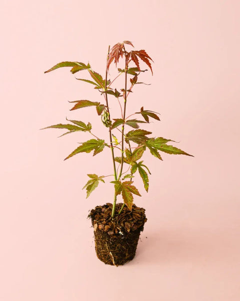 Acer palmatum 'Atropurpureum'