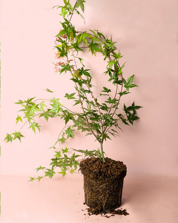 Acer Palmatum Beni Maiko G