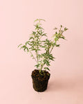 Acer Palmatum Butterfly Variegado M
