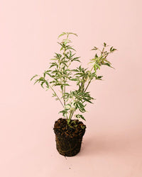 Acer Palmatum Butterfly Variegado M