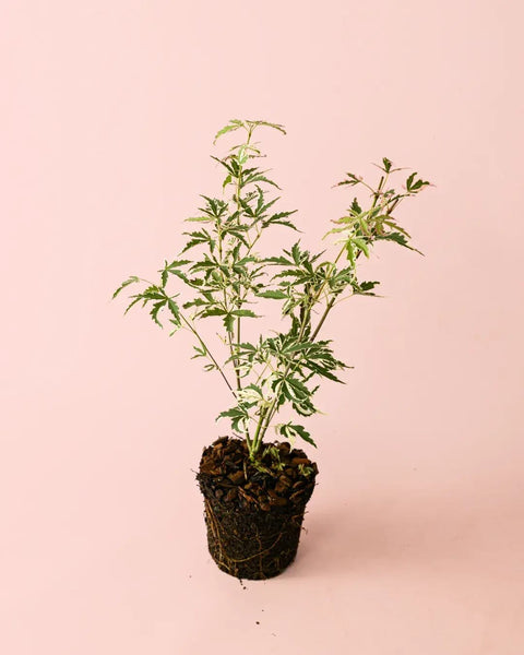 Acer Palmatum Butterfly Variegado M