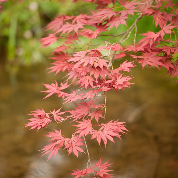 Como Cuidar do Bordo Japonês