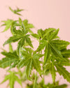 Arce Palmatum Goin Green M - Pur Plant