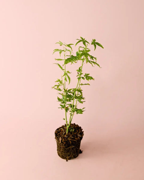 Acer Palmatum Goin Green M
