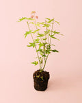 Acer Palmatum Orange M