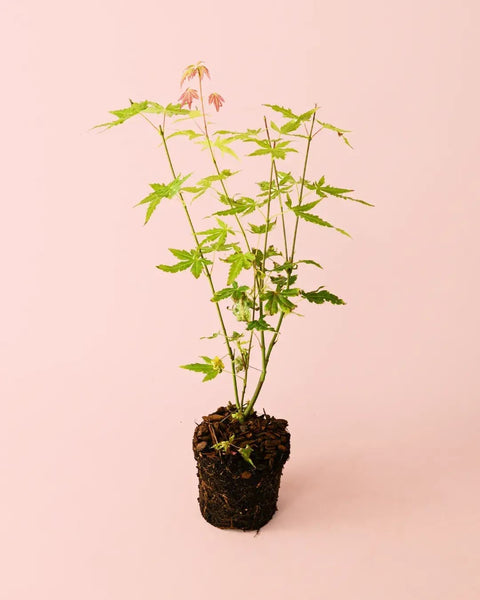 Acer Palmatum Orange M