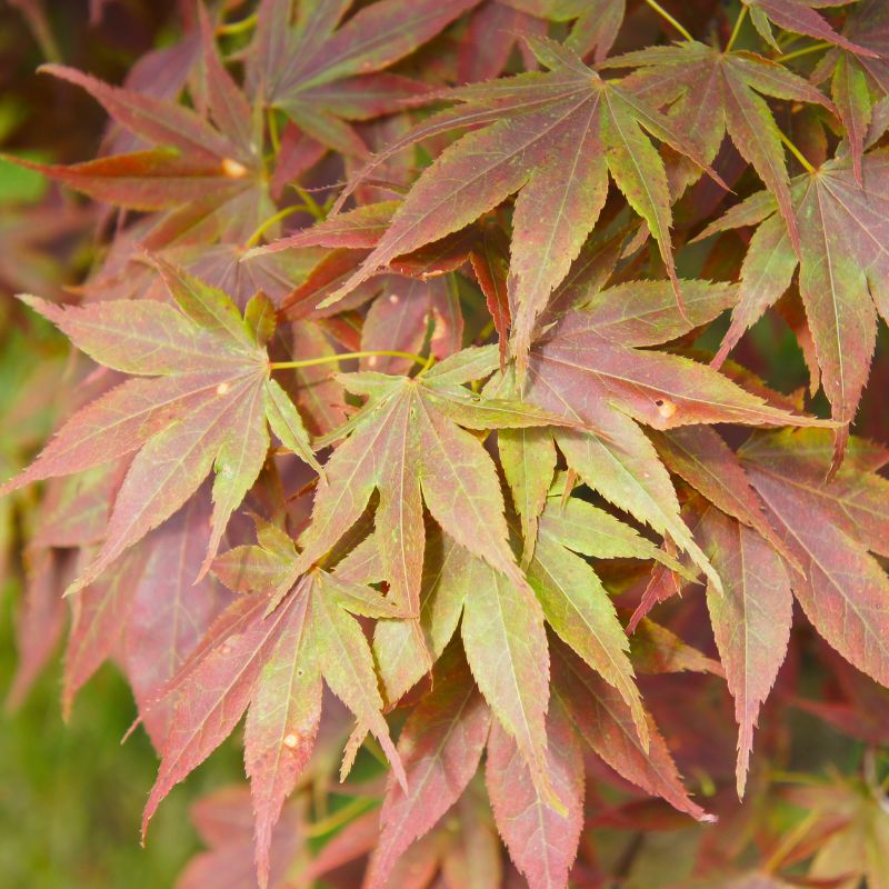 arce-palmatum-problemas