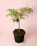 Ácer palmatum Shirazz M