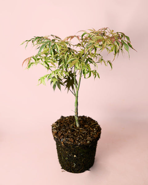 Ácer palmatum Shirazz M