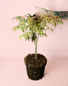 Arce Palmatum Shirazz M - Pur Plant