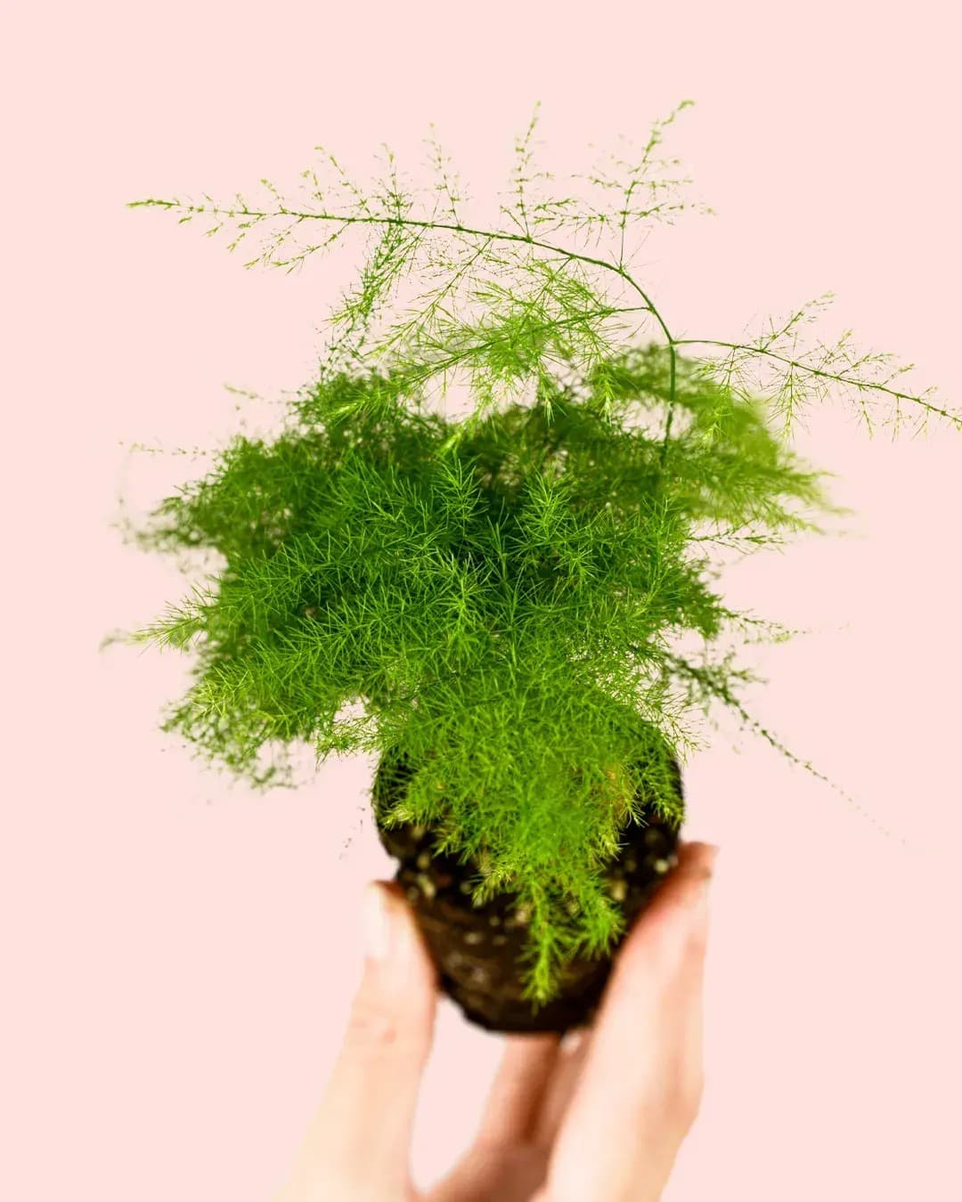 asparagus-plumosos-mini-hoja