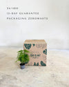 asparagus-plumosus-mini-packaging