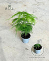 asparagus-plumosus-mini-real