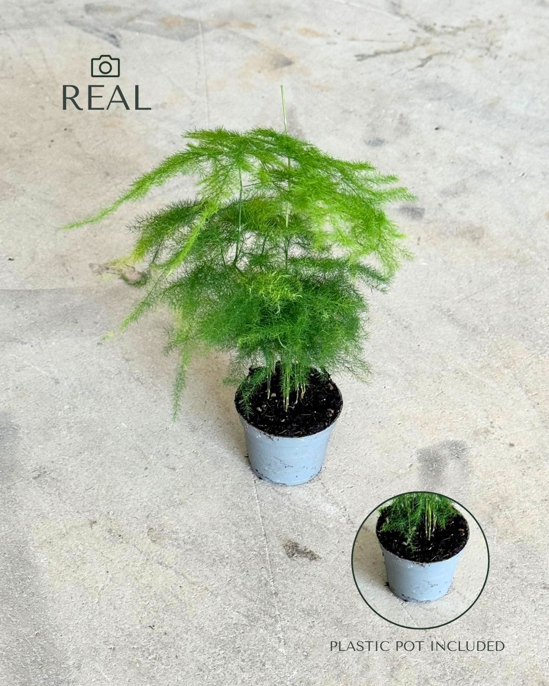asparagus-plumosus-mini-real