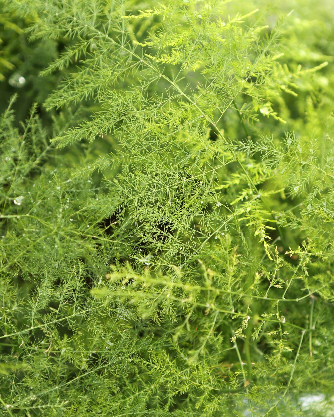 asparagus-plumosus-problemas