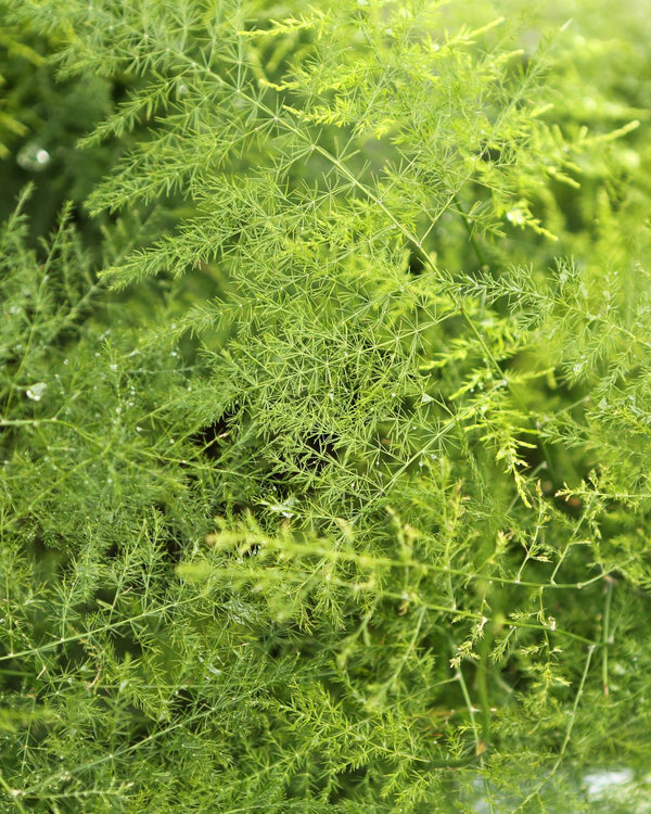 Problemas do Asparagus Plumosus