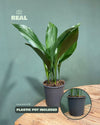 Aspidistra Elatior M - Pur Plant