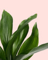 Aspidistra Elatior M - Pur Plant