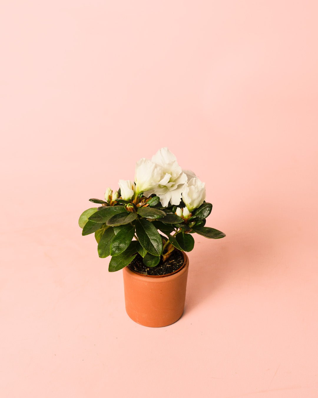 Azalea – Rododendron Blanco Mini - Pur Plant