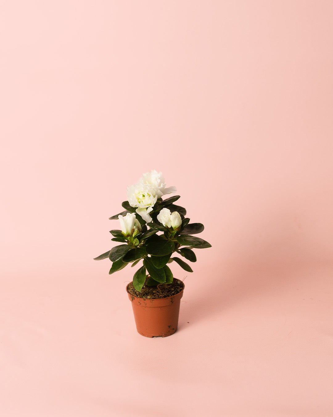 Azalea – Rododendron Blanco Mini - Pur Plant