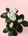 Azalea – Rododendron Blanco Mini - Pur Plant