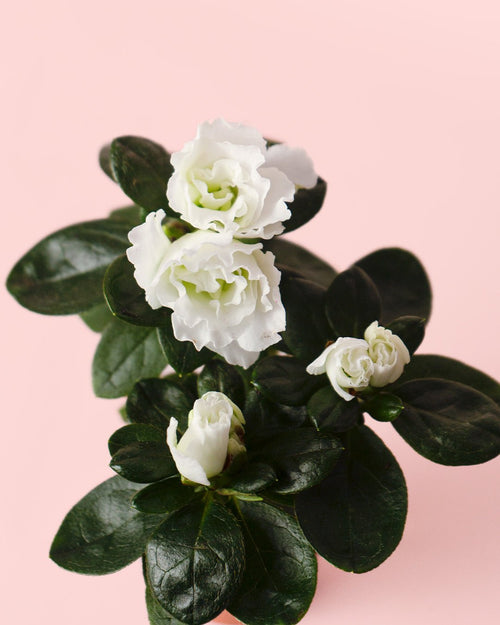 Azalea – Rododendron Blanco Mini - Pur Plant