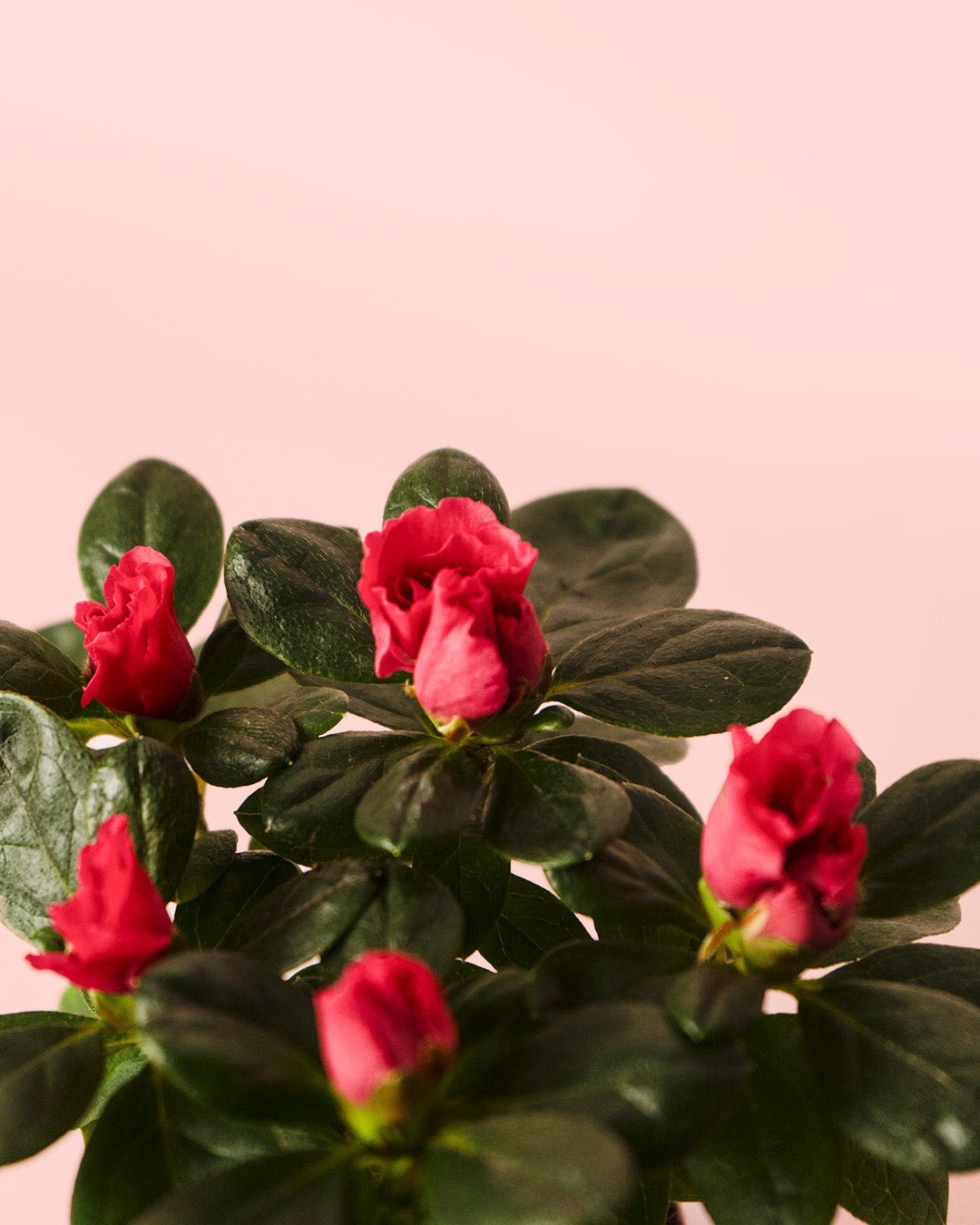 Azalea – Rododendron Rojo Mini - Pur Plant