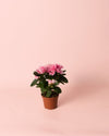 Azalea – Rododendron Rosa Mini - Pur Plant