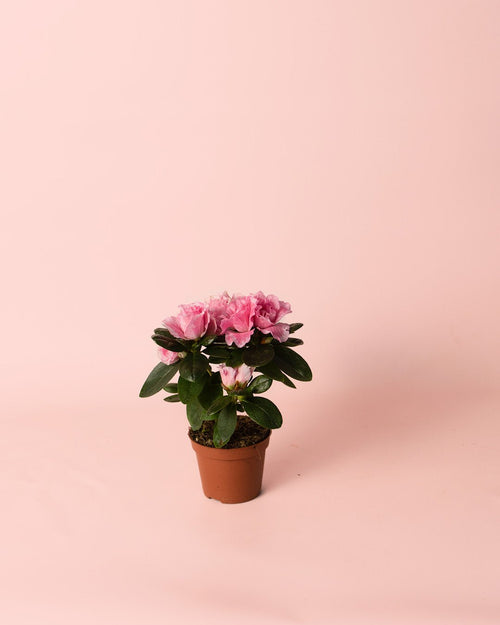 Azalea – Rododendron Rosa Mini - Pur Plant