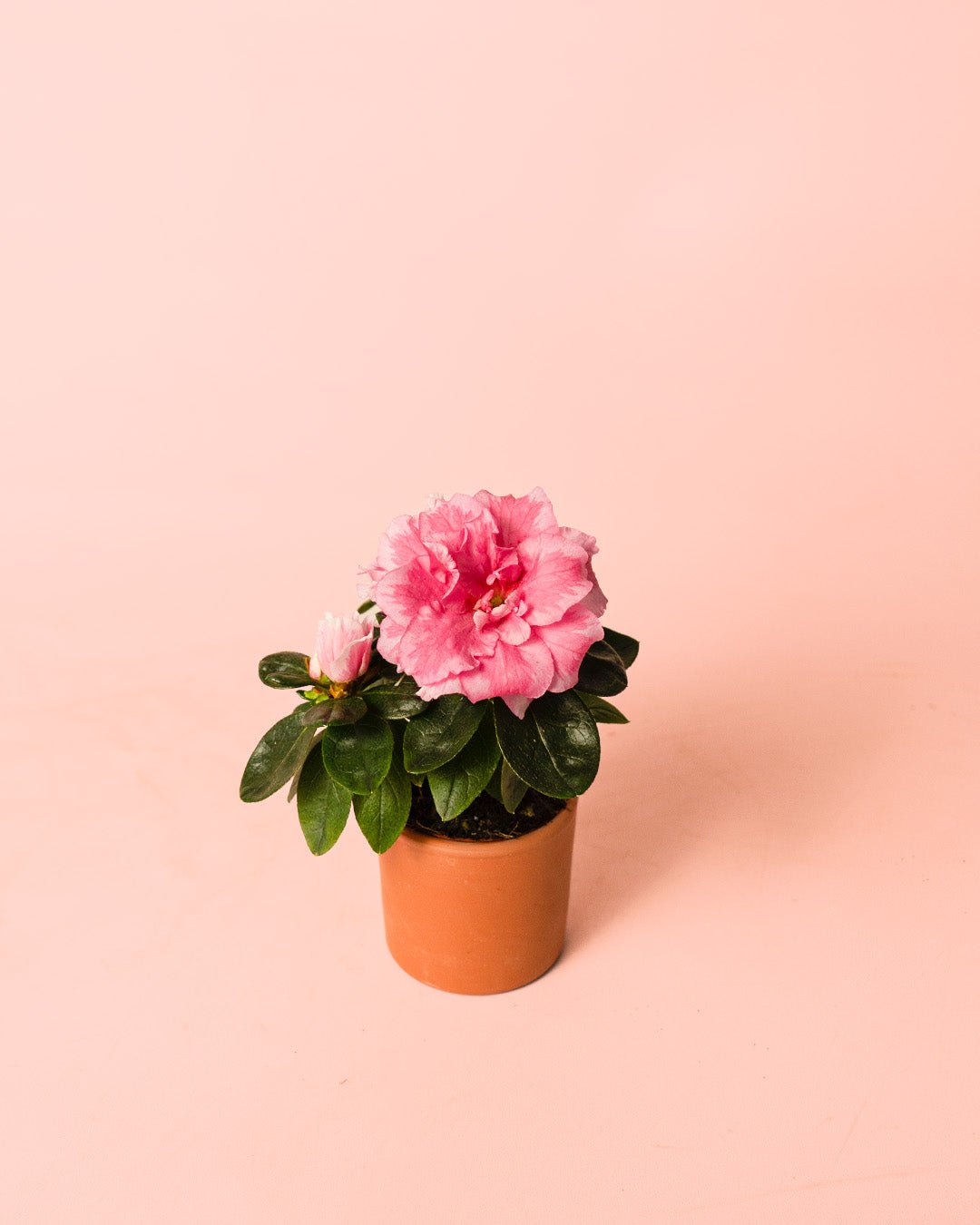 Azalea – Rododendron Rosa Mini - Pur Plant