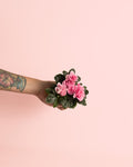 Azálea – Rododendro Rosa Mini