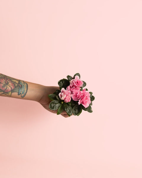 Azálea – Rododendro Rosa Mini