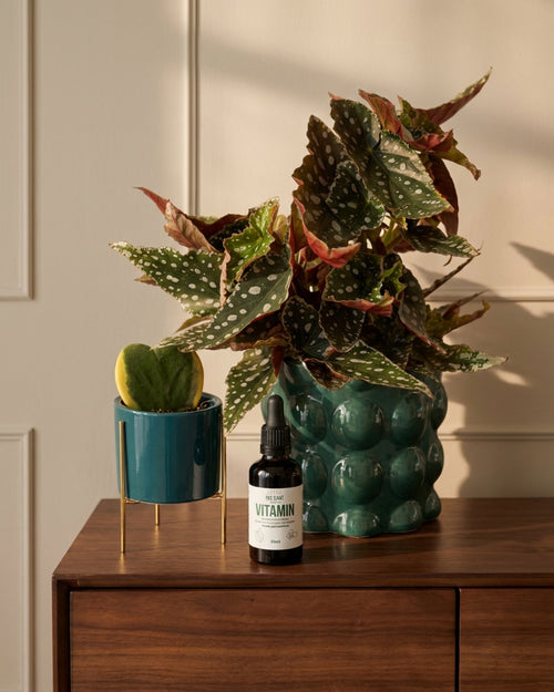 Vitámin – Aminoácidos Livres para Plantas 50ml