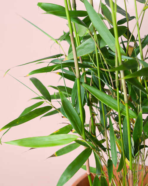 Bambú M - Pur Plant