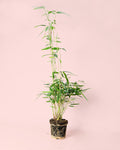 Bambu M