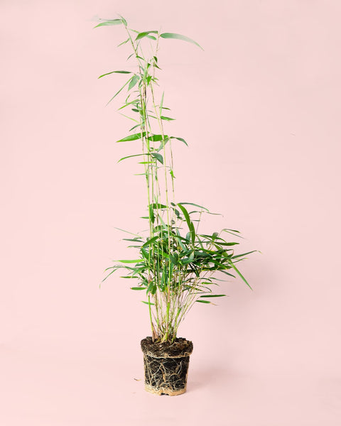 Bambu M