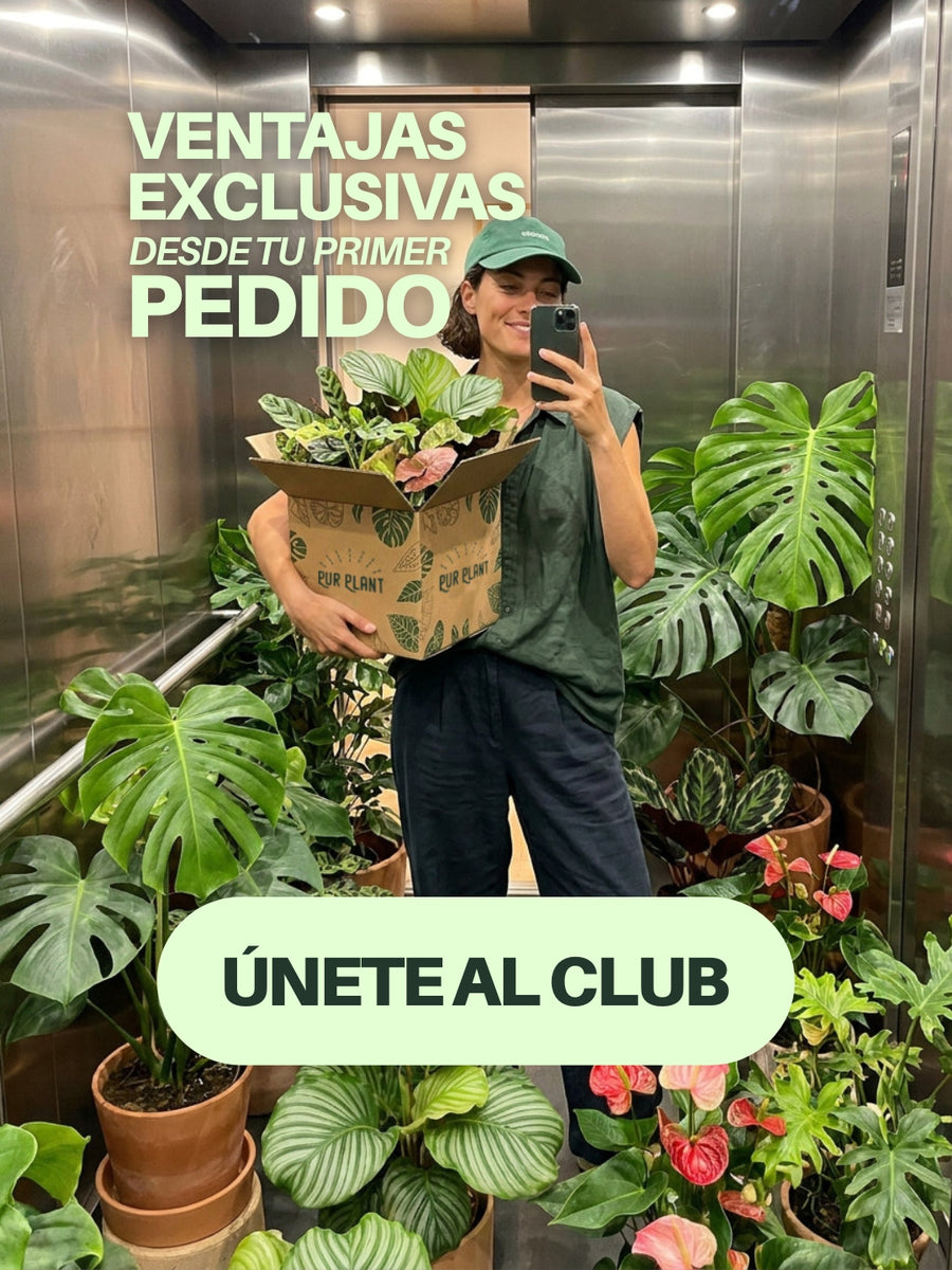 Chica con un pedido de plantas de pur plant que pertenece al Club Pur Planter